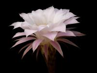 Thumbnail of 1521_Echinopsis Hybride_20130619_02(1).JPG